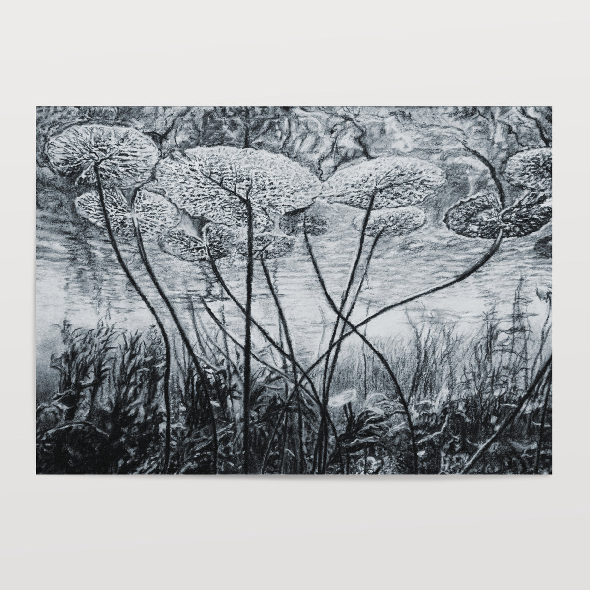 Beneath Water Lilies - Print