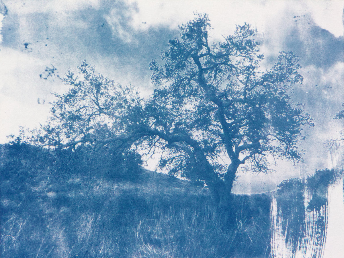 Malibu Tree