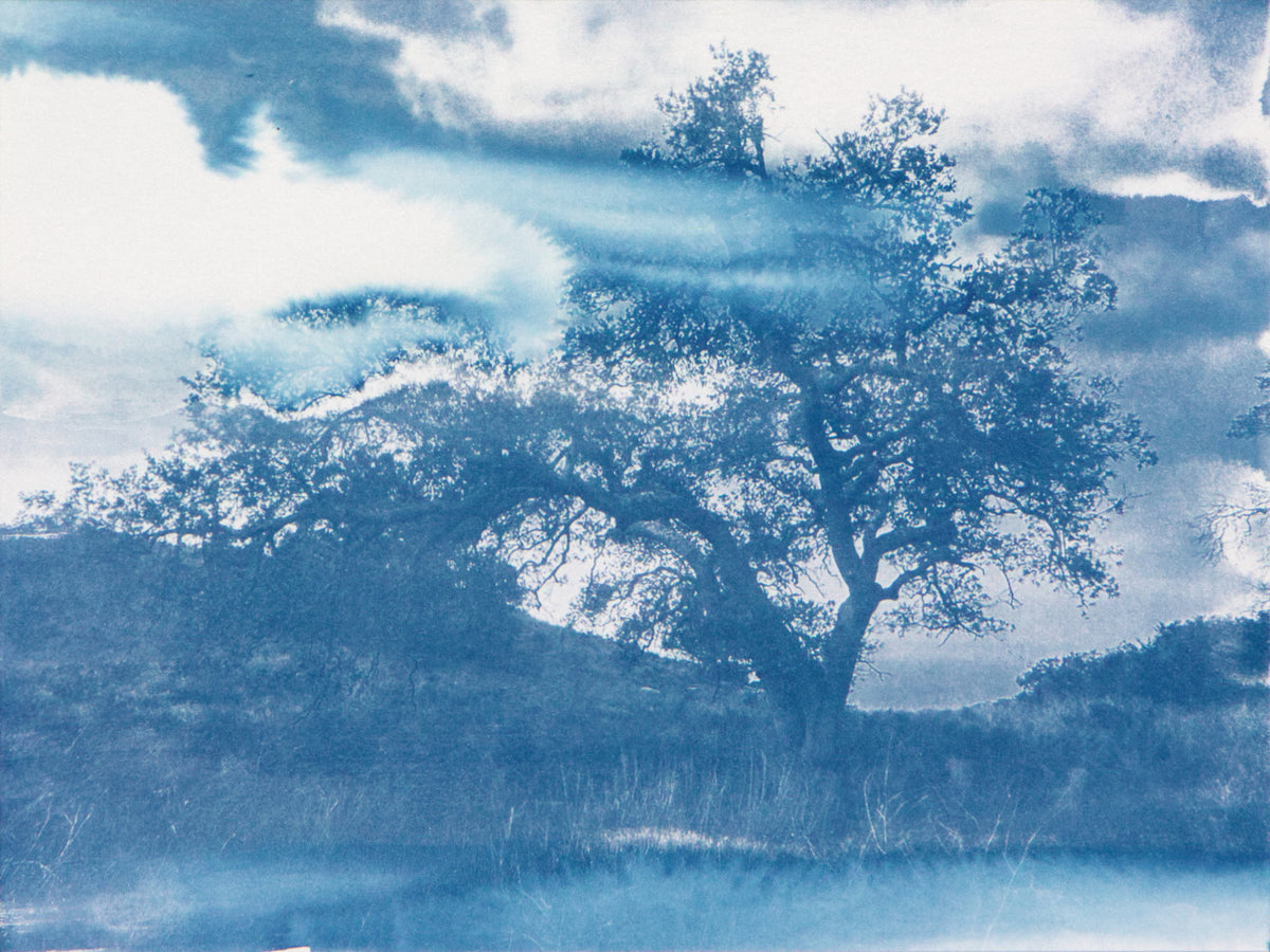 Malibu Tree