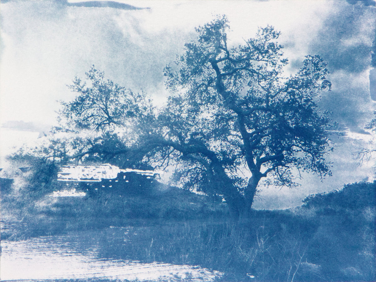 Malibu Tree