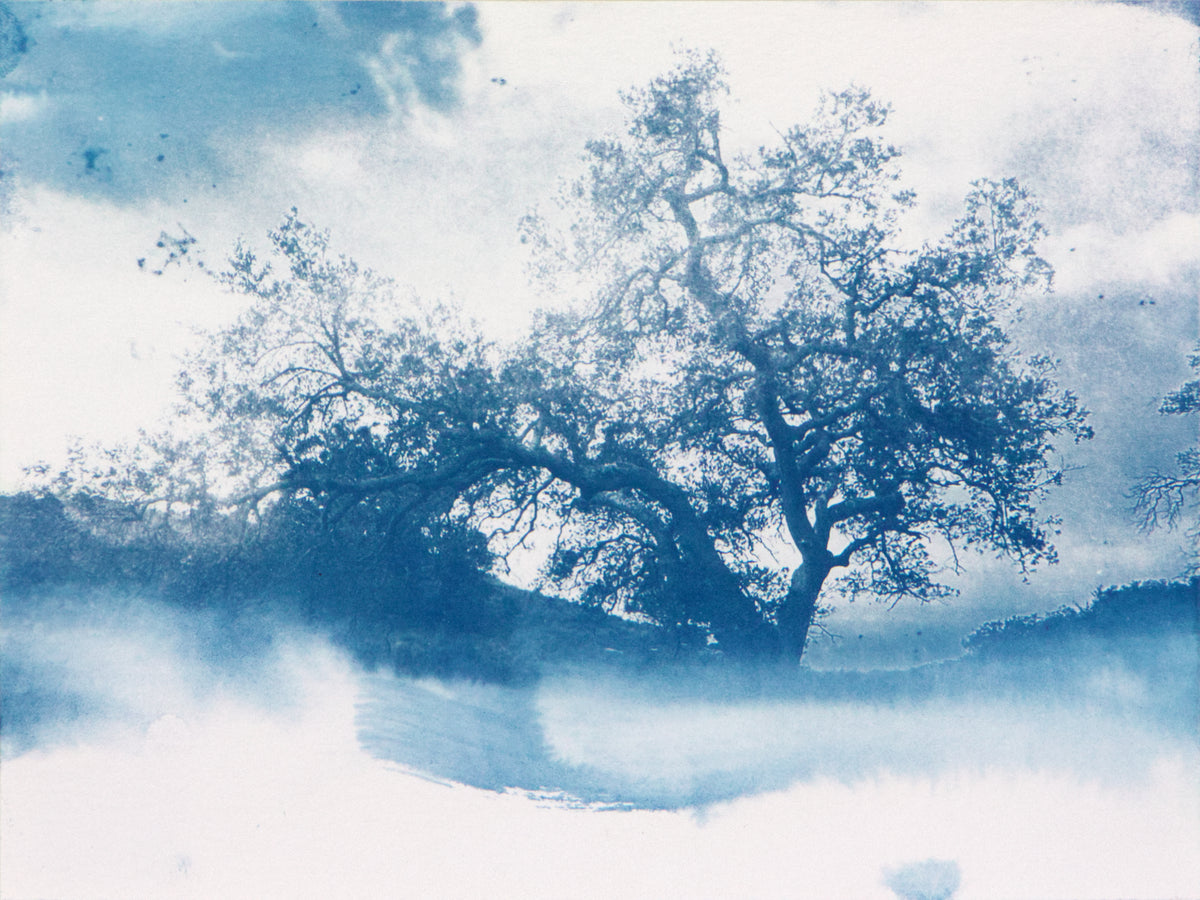 Malibu Tree