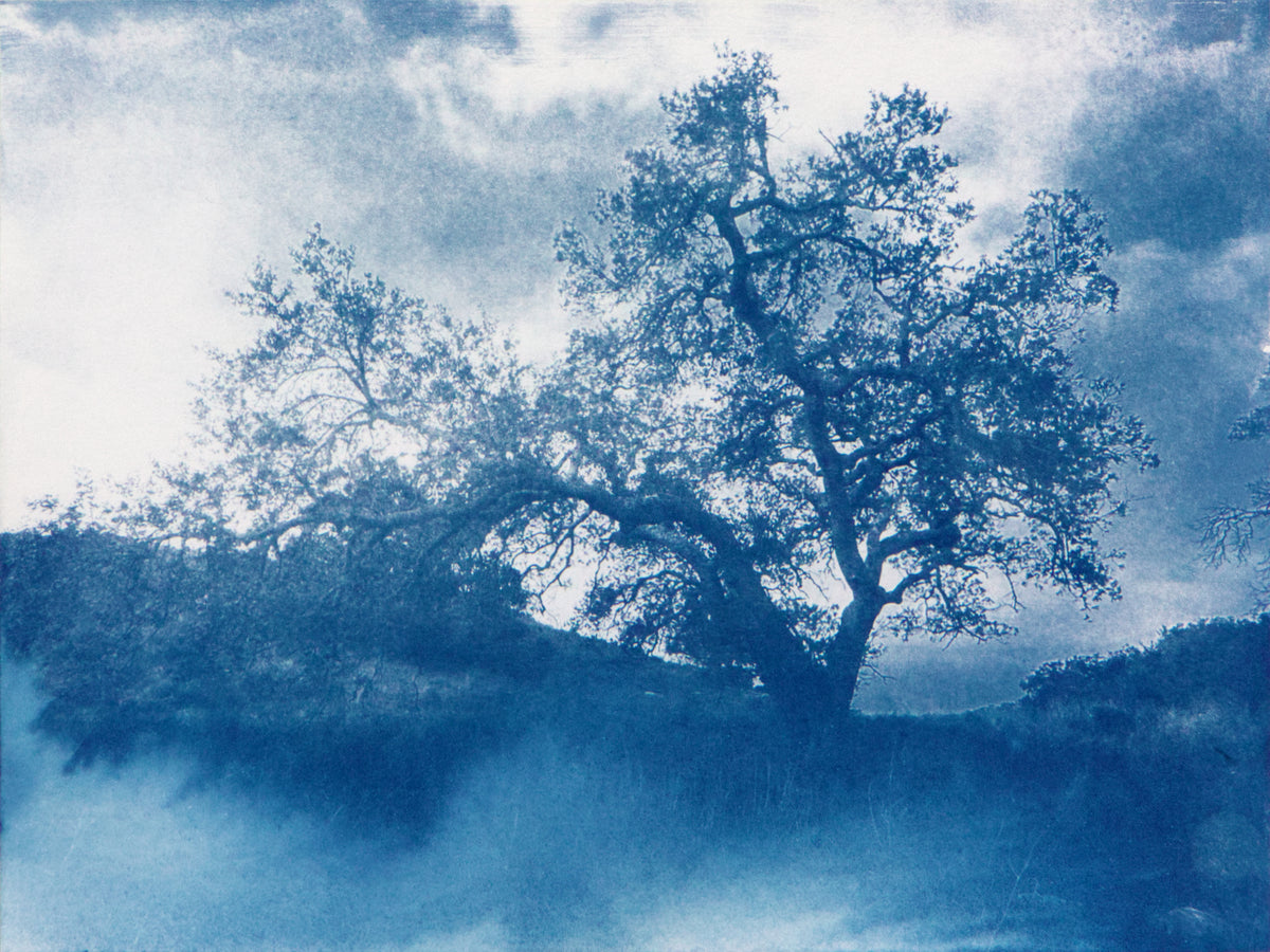 Malibu Tree