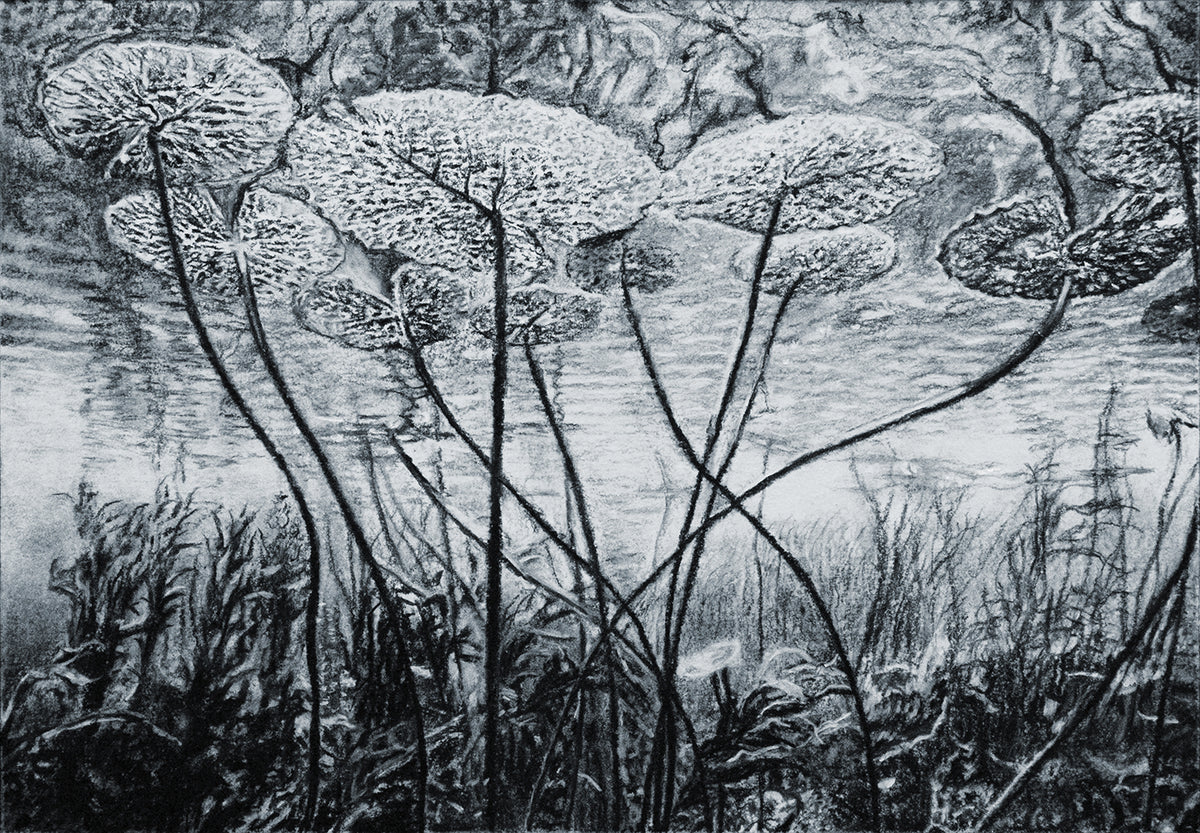 Beneath Water Lilies